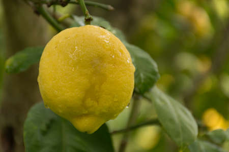 Ripe lemons hanging on a tree in Corfu, Greece with the leaves in the garden