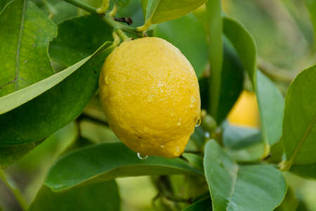 Ripe lemons hanging on a tree in Corfu, Greece with the leaves in the garden