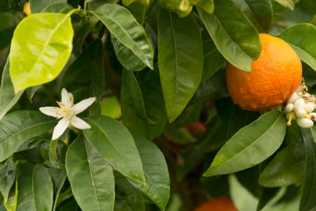 Mandarin orange tree with flowers and ripe mandarin fruit in the gardenの写真素材