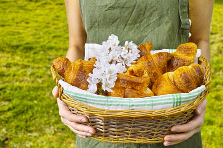 Young woman in green apron holding a wicker basket of fresh baked croissantsの写真素材