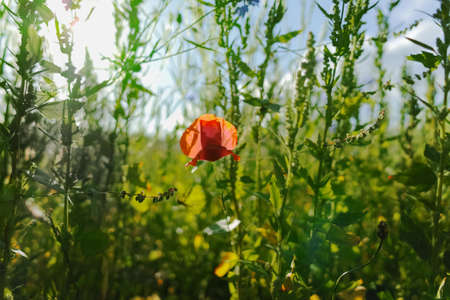 Green grass field with red flower and blue skyの写真素材
