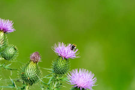 Purple thistle flowers with bee on green backgroundの写真素材