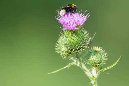 Bee on a thistle flower on green backgroundの写真素材