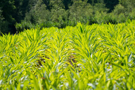 Green corn field in Dutch counrtyside