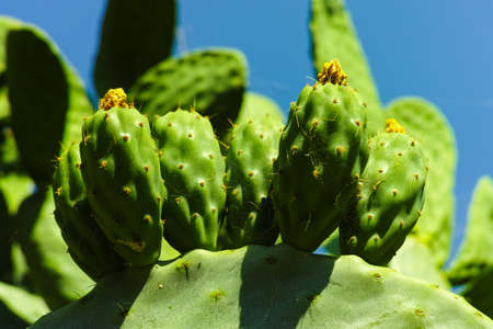 Cactus prickly pear opuntia with unripe fruitsの写真素材