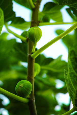 Green figs on the treeの写真素材