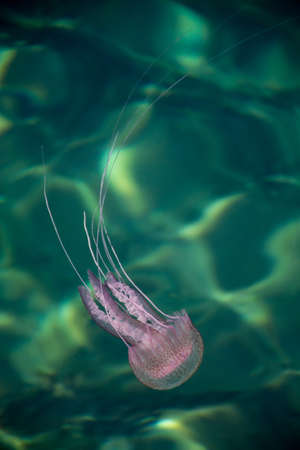 Dangerous jellyfish Pelagia Noctiluca with reflections under water surfaceの写真素材