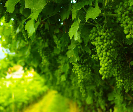 Trentino vineyards in the summer, Italyの写真素材