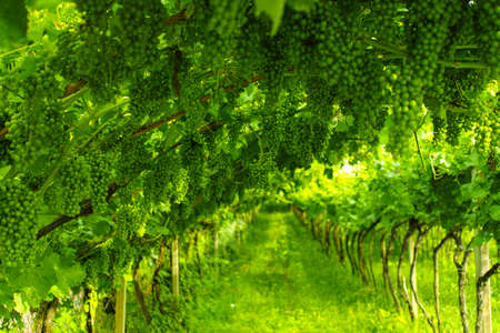 Trentino vineyards in the summer, Italyの写真素材