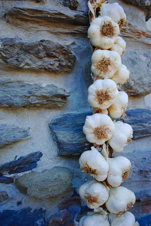Plait of white garlic heads hanging on the stone wall in Italy, La Speziaの写真素材