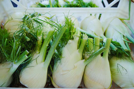 Fresh ripe white fennel in boxes in whole sale market ready for retailの写真素材