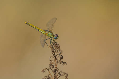 Yellow dragonfly sitting on top of a stalk