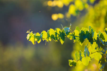 Tuscany vineyards in the summer, Italy