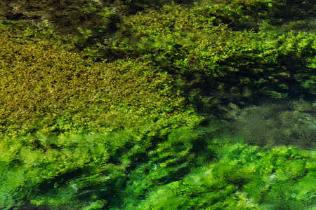 Emerald green flowing river water with seewead, abstract background, river Sourge,...