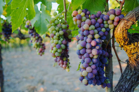 Tuscany vineyards in the summer, Italyの写真素材