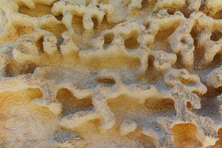 Textured limestone rock with erosion sponge surface, Provence, Franceの写真素材