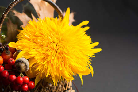 Floral still life with yellow sunflower and orange sorbus in autumn colors on dark backgroundの写真素材