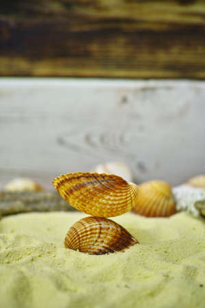 Shells and stones on the yelllow sandの写真素材