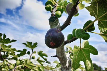 Ripe and green figs on the branch of a fig treeの写真素材