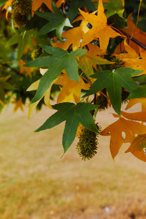 Autumn colors -  yellow japanese maple tree leafs (Acer palmatum) and yellow grass