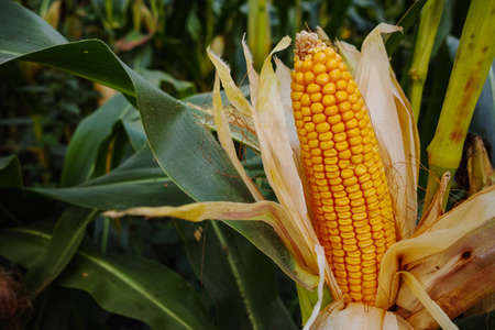 Field with organic ripe corn