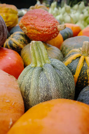Diverse assortment of colorful pumpkins. Autumn harvest.の写真素材