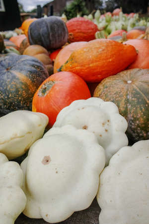 Diverse assortment of colorful pumpkins. Autumn harvest.の写真素材