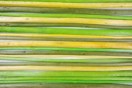 Decorative colorful wooden sticks on white backgroundの写真素材