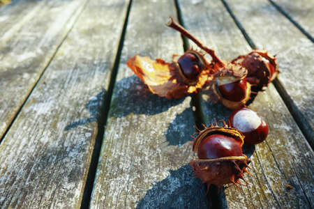 Fresh chestnuts on wooden background, sunny autumn dayの写真素材