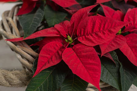 Red star Christmas flower poinsettia on rustic wooden background, copy spaceの写真素材