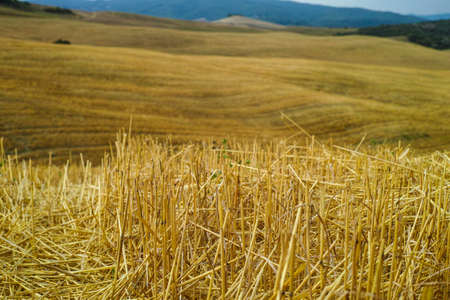 Yellow harvested fields and blue sky in Tuscany, Italy