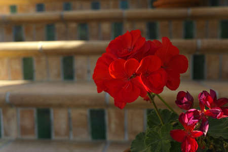 Red garden Geranium Pelargonium flowers  in Tenerife, winter vacationの写真素材
