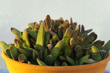 Evergreen tropical succulent plant in clay pot on Tenerife in winterの写真素材