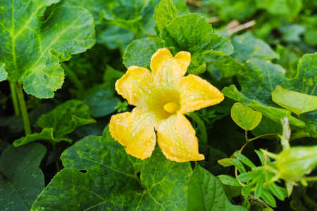 Zucchini (Cucurbita pepo) yellow flower and green leaves. Winter on Tenerife, Anagaの写真素材