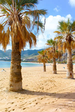 Palm trees on yellow sand  tropical beach Teresitas, Tenerife, Canary Islandsの写真素材