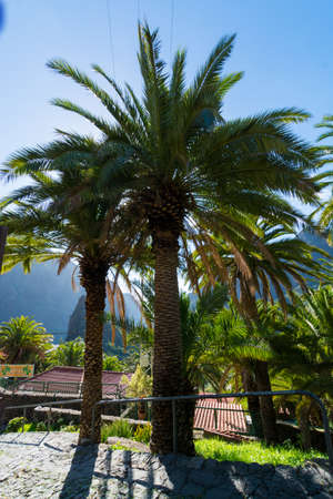 Nature in Masca Village, Tenerife - palm trees and mountainsの写真素材