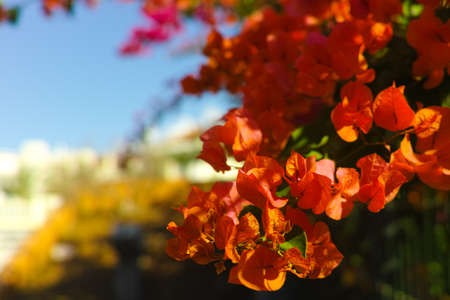 Bright orange Bougainvillea plant flowers in sunlightの写真素材