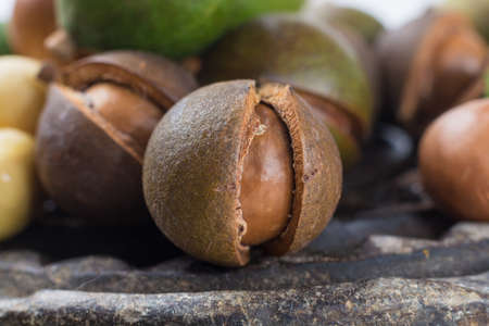 Macadamia nuts harvest close upの写真素材