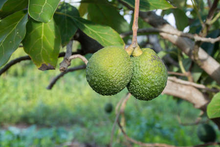 Green ripe avocado on the tree, avocado plantation - healthy food