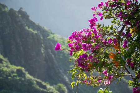 Bright purple Bougainvillea plant flowers in sunlight, winter on Tenerifeの写真素材