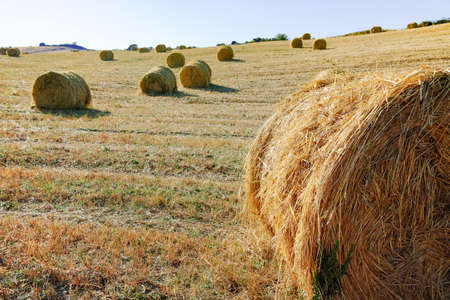 Round straw bales in harvested fields and blue sky in Tuscany, Italy