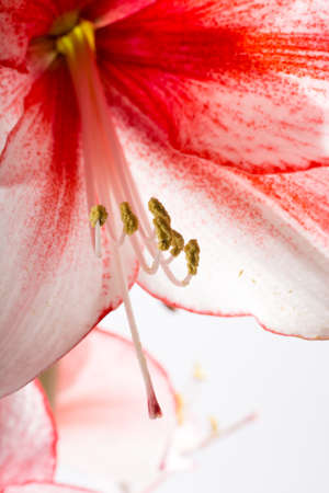 Hippeastrum Amaryllis Charisma, Dutch hybride, big white-pink flowersの写真素材