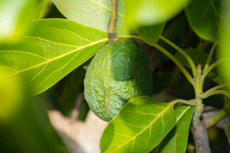 Green ripe avocado on the tree, avocado plantation - healthy food