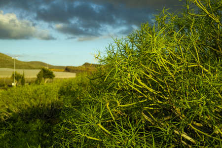 Ever-green plant growing without water on vulcanic lava field, Tenerife island, Spainの写真素材