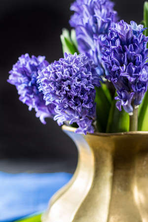 First spring flower - blue hyacinth in brass vase copy spaceの写真素材