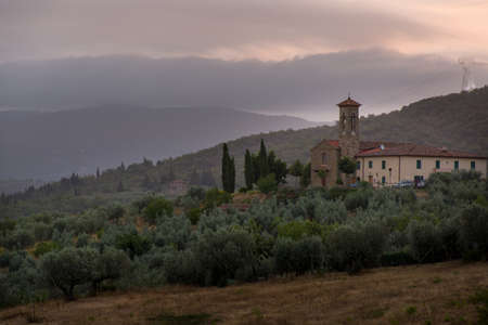 Olive trees plantation, Tuscany, Italy