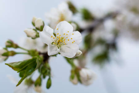 Blossom apple over nature background, spring flowersの写真素材