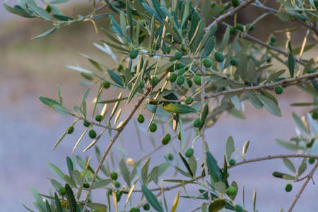 Branch with olives on olive treeの写真素材