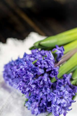 First spring flower - blue hyacinth on black wood copy space