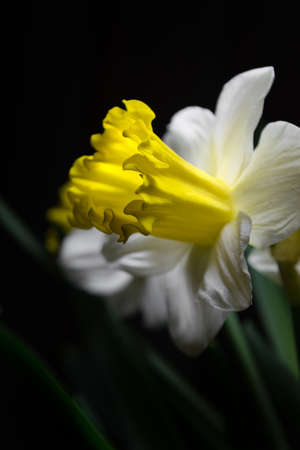 Narcissus - spring yellow-white garden flowerの写真素材